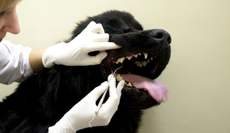 Современная ветеринарная стоматология, новые подходы