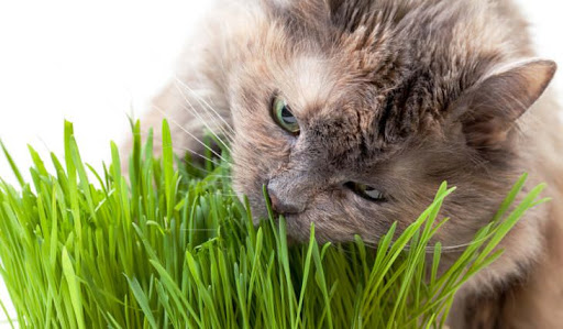 Опасны ли комнатные растения для кошек?