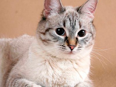 Стерилизация кошек Днепр без разреза